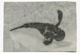 Eurypterus (Sea Scorpion) Fossil - New York #206615-1